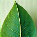 葉のアイコン